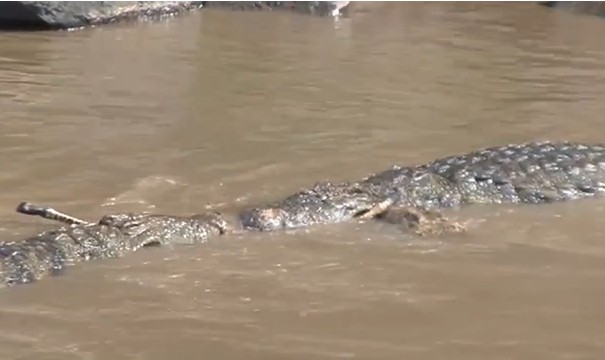 Ảnh cắt từ clip.