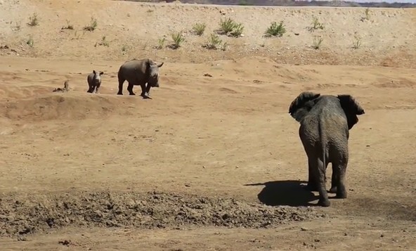 Ảnh cắt từ clip.