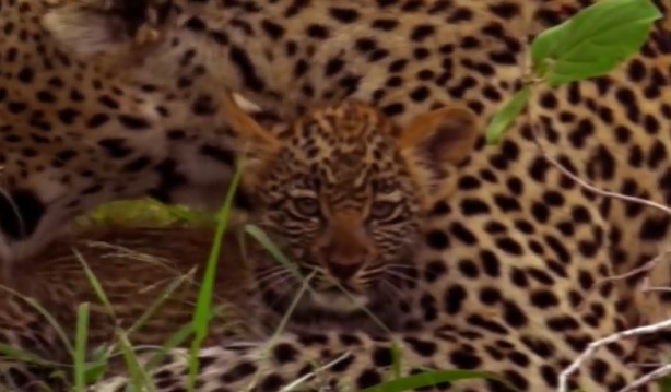 Ảnh cắt từ clip.