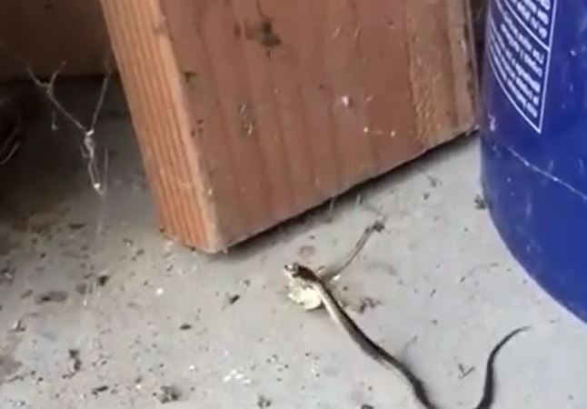 Ảnh cắt từ clip.