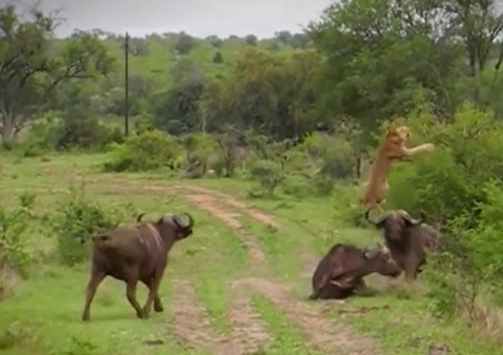 Ảnh cắt từ clip.