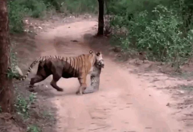 Ảnh cắt từ clip.