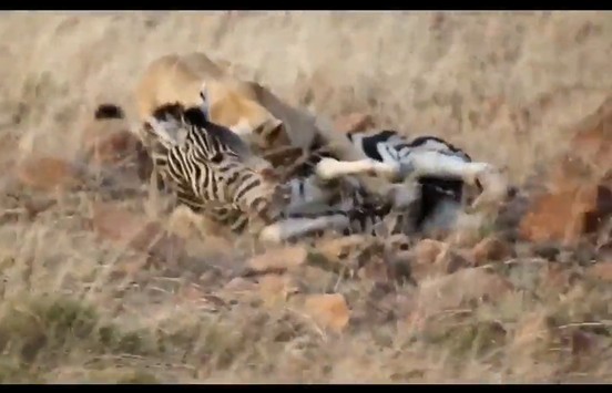 Ảnh cắt từ clip.