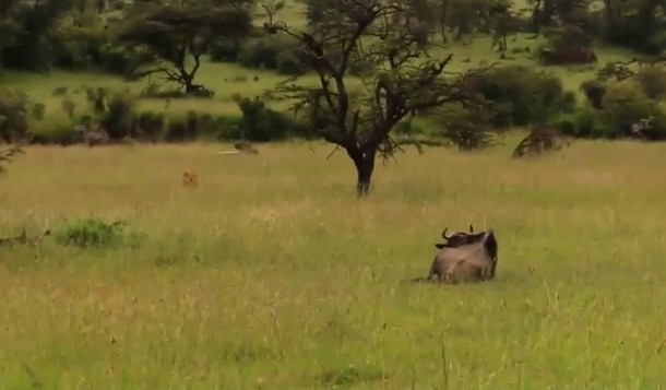 Ảnh cắt từ clip.