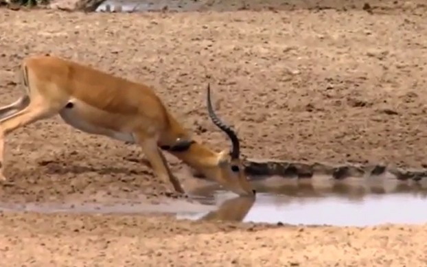 Ảnh cắt từ clip.