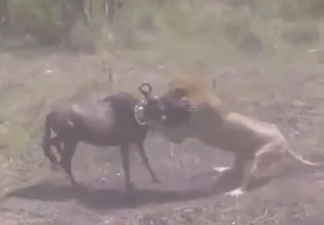 Ảnh cắt từ clip.