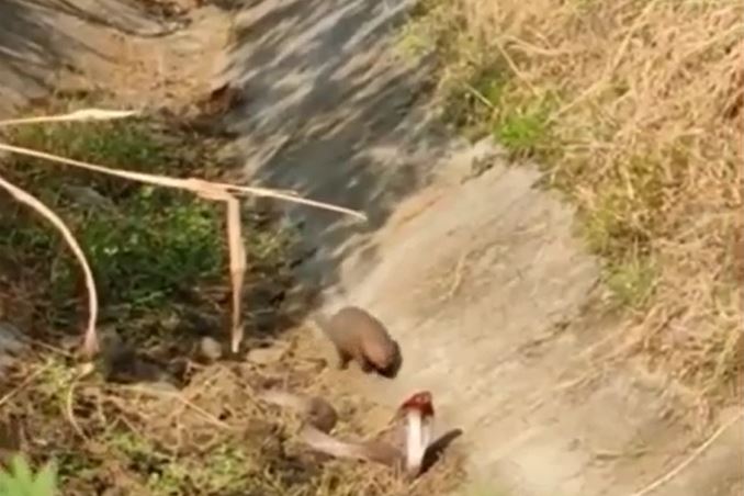 Ảnh cắt từ clip.