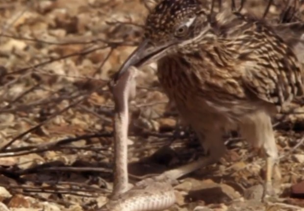 Ảnh cắt từ clip.