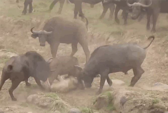 Ảnh cắt từ clip.