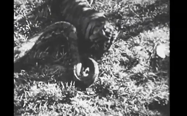 Ảnh cắt từ clip.