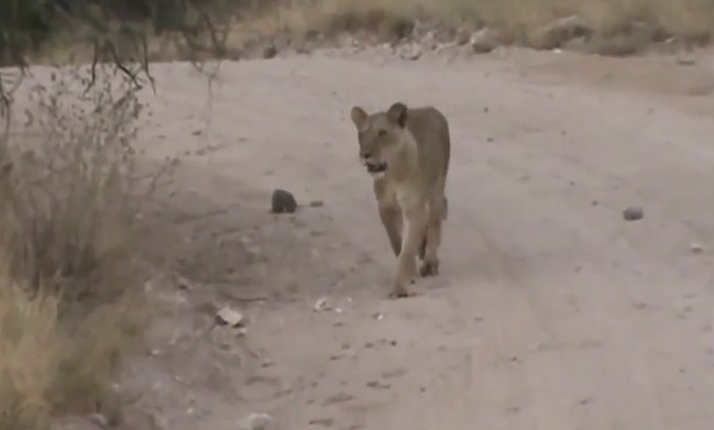 Ảnh cắt từ clip.