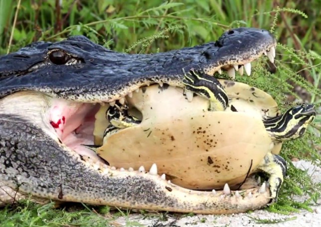 Ảnh cắt từ clip.