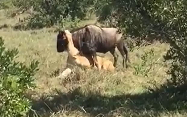 Ảnh cắt từ clip.