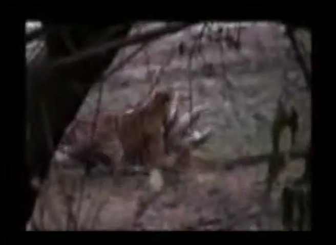 Ảnh cắt từ clip.