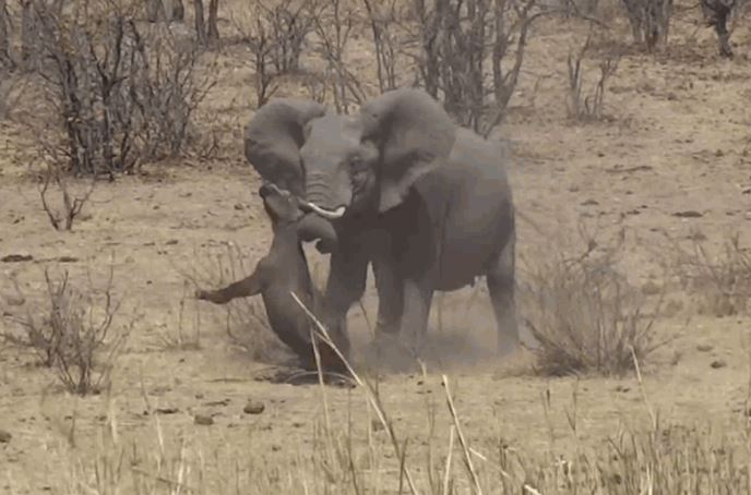 Ảnh cắt từ clip.