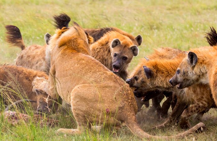 Bầy linh cẩu tấn công sư tử.