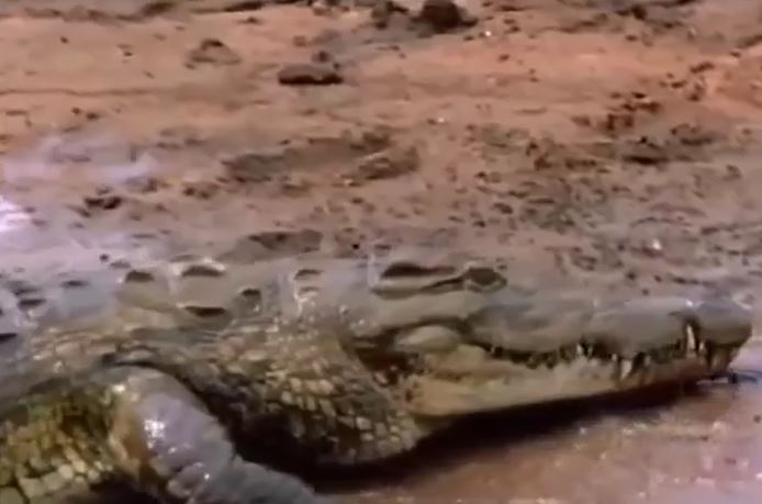 Ảnh cắt từ clip.