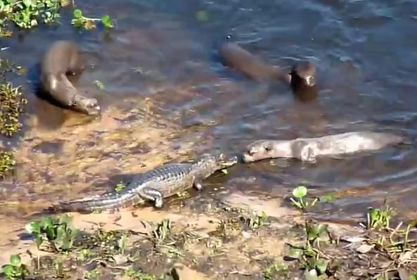 Ảnh cắt từ clip.