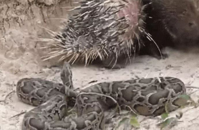 Ảnh cắt từ clip.