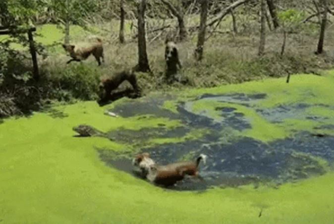 Ảnh cắt từ clip.