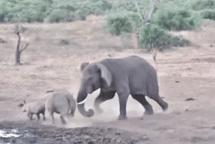 Ảnh cắt từ clip.