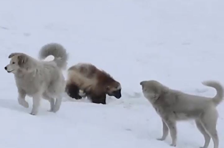 Ảnh cắt từ clip.