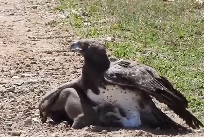 Ảnh cắt từ clip.