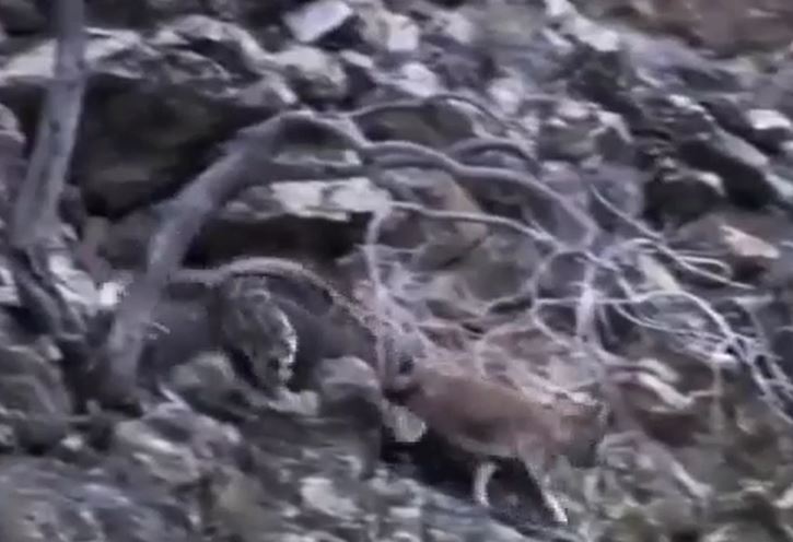 Ảnh cắt từ clip.