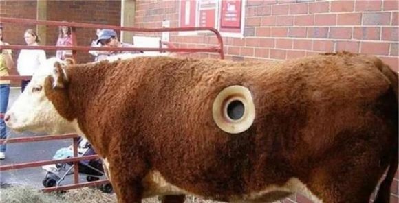 bò mỹ, chuyện lạ