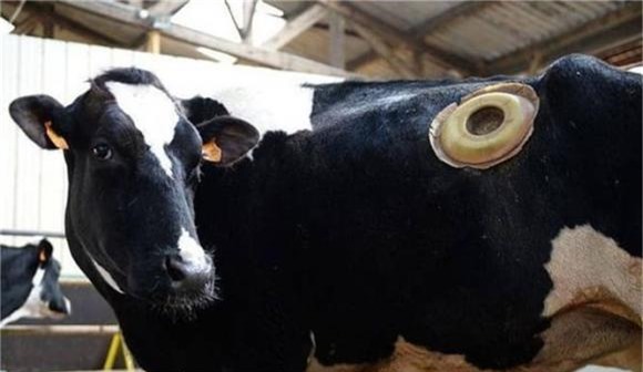 bò mỹ, chuyện lạ