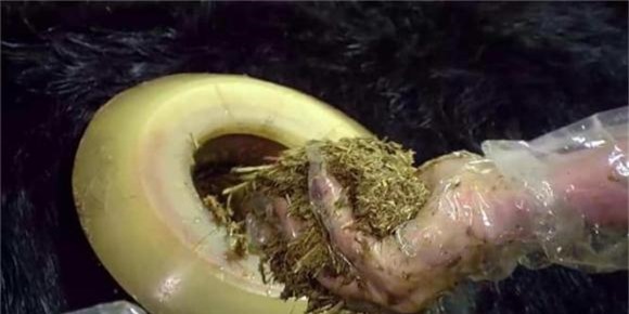 bò mỹ, chuyện lạ