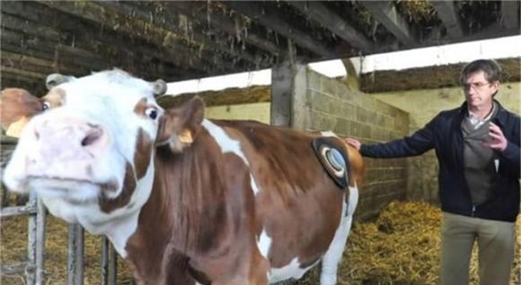 bò mỹ, chuyện lạ