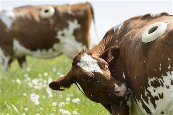 bò mỹ, chuyện lạ