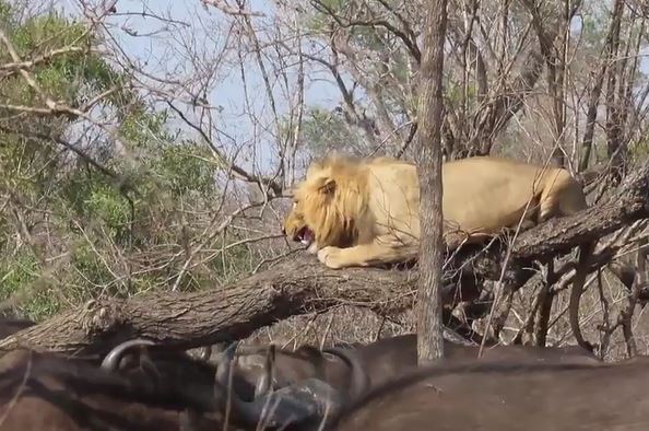 Ảnh cắt từ clip.