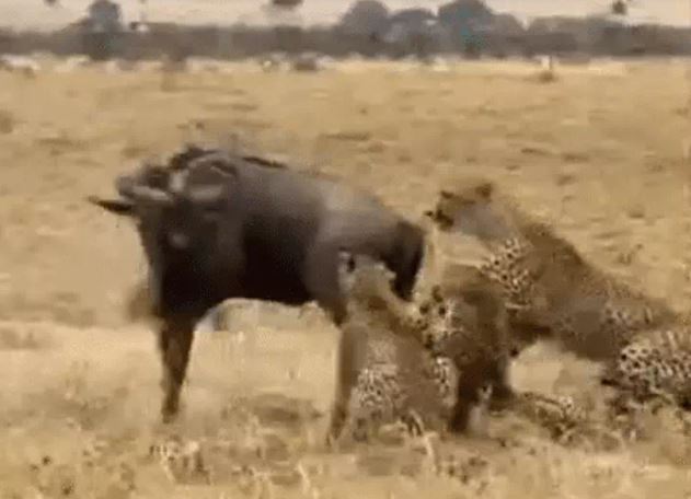 Ảnh cắt từ clip.