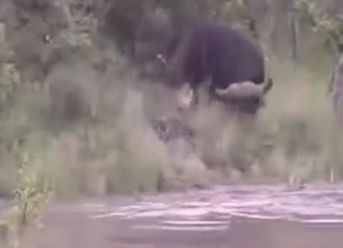 Ảnh cắt từ clip.