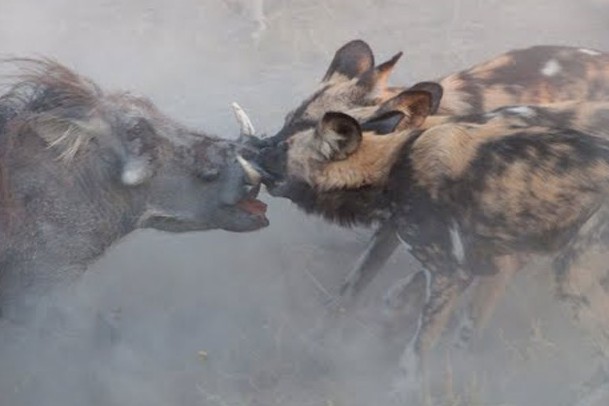 Ảnh cắt từ clip.