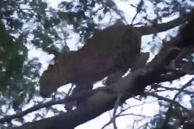 Ảnh cắt từ clip.