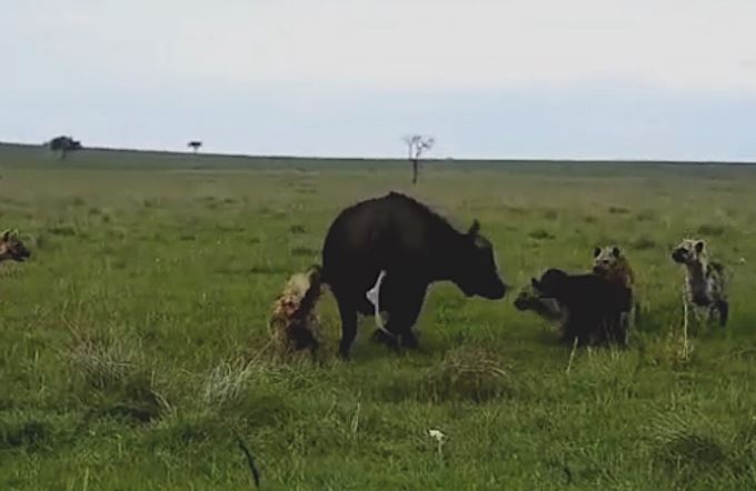 Trâu rừng mẹ bị bầy linh cẩu tấn công.