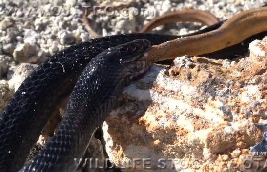 Ảnh cắt từ clip.