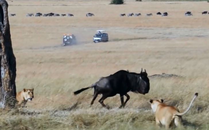 Sư tử bao vây linh dương đầu bò.