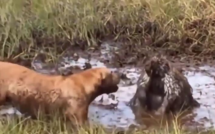 Ảnh cắt từ clip.