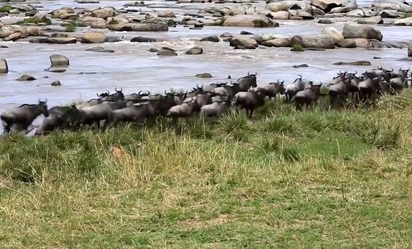 Ảnh cắt từ clip.