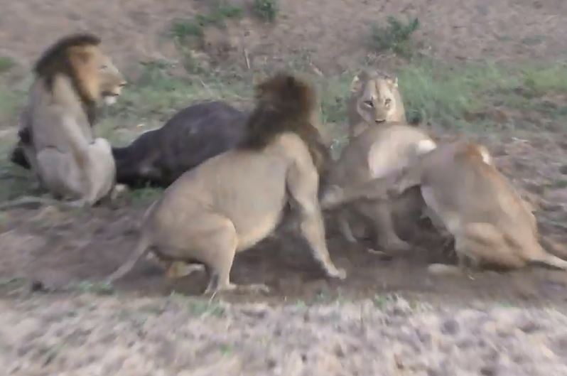 Bầy sư tử ác chiến khi đang săn trâu rừng.
