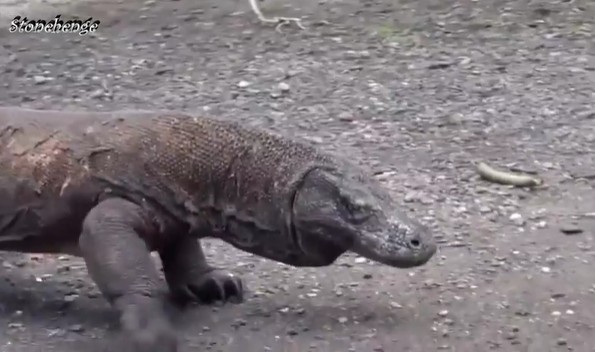 Ảnh cắt từ clip.