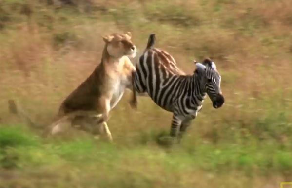 Sư tử truy sát ngựa vằn con.