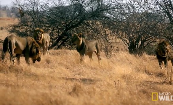 Ảnh cắt từ clip.