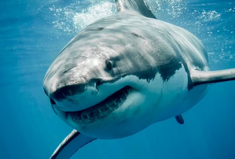 Các nhà khoa học đã tìm ra lý do chính đằng sau một số vụ tấn công của cá mập.