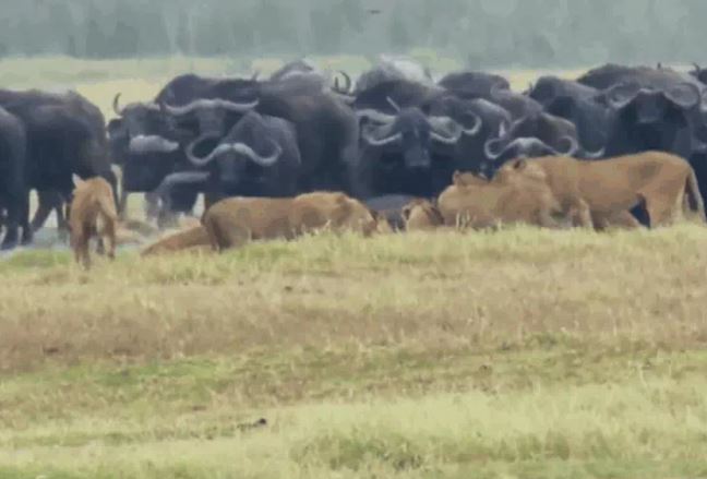 Ảnh cắt từ clip.