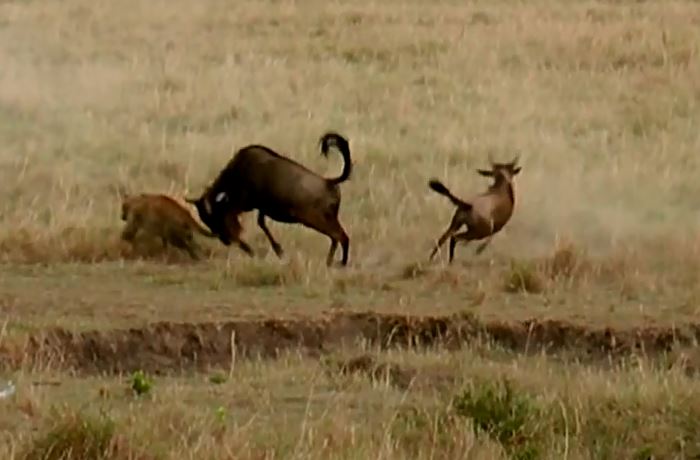 Linh dương đầu bò mẹ tấn công báo hoa mai để cứu con.